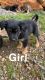 Mixed Puppies for sale in Chico, California. price: $250