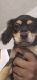Mixed Puppies for sale in San Diego, CA, USA. price: $1,000