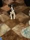 Mixed Puppies for sale in Clarkston, Michigan. price: $220
