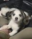 Mixed Puppies for sale in Greenville, South Carolina. price: $130