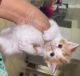 Mixed Cats for sale in San Jacinto, California. price: $250