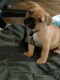 Mixed Puppies for sale in Orlando, Florida. price: $1,000