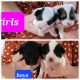 Mixed Puppies for sale in Gold Coast, Queensland. price: $800