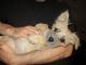Mixed Puppies for sale in Ione, California. price: $300