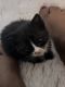 Mixed Cats for sale in Glendale, Arizona. price: $50