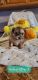 Mixed Puppies for sale in Union City, Michigan. price: $500