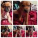 Mixed Puppies for sale in Houston, Texas. price: $50
