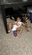 Mixed Puppies for sale in Houston, Texas. price: NA