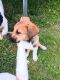 Mixed Puppies for sale in Ashland City, Tennessee. price: NA