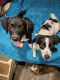 Mixed Puppies for sale in Fayetteville, North Carolina. price: $50