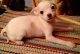 Mixed Puppies for sale in Marlow, OK 73055, USA. price: NA