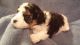 Mixed Puppies for sale in Grand Rapids, MI, USA. price: NA