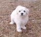 Mixed Puppies for sale in Columbia, SC, USA. price: NA