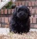 Mixed Puppies for sale in Columbia, SC, USA. price: NA