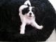 Mixed Puppies for sale in Orlando, FL, USA. price: $575