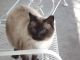 Mixed Cats for sale in Hampton, IA 50441, USA. price: NA