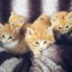 Mixed Cats for sale in Mill Hall, PA 17751, USA. price: $20