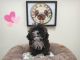 Mixed Puppies for sale in Fullerton, CA, USA. price: NA
