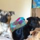 Mixed Puppies for sale in Hollywood, FL, USA. price: NA