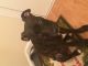 Mixed Puppies for sale in Clarksburg, MD, USA. price: NA