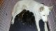 Mixed Puppies for sale in Fayetteville, NC, USA. price: $100