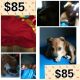 Mixed Puppies for sale in Whittier, CA, USA. price: NA