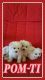 Mixed Puppies for sale in Palmdale, CA, USA. price: NA