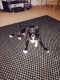 Mixed Puppies for sale in Richmond, VA, USA. price: NA