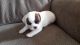 Mixed Puppies for sale in Pierpont, OH 44082, USA. price: NA