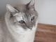 Mixed Cats for sale in Hampton, IA 50441, USA. price: NA