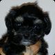 Mixed Puppies for sale in Florence, AL, USA. price: NA