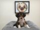 Mixed Puppies for sale in California, USA. price: NA