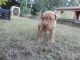 Mixed Puppies for sale in Birmingham, AL, USA. price: $400