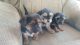 Mixed Puppies for sale in Chico, CA, USA. price: NA