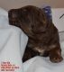 Mixed Puppies for sale in Sunrise Beach, MO 65079, USA. price: NA