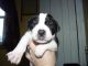 Mixed Puppies for sale in Manchester, CT, USA. price: $850