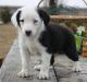 Mixed Puppies for sale in Nashville, TN, USA. price: NA
