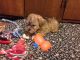 Mixed Puppies for sale in Braham, MN 55006, USA. price: NA