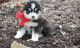 Mixed Puppies for sale in Anaheim, CA, USA. price: NA