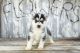 Mixed Puppies for sale in Burbank, CA, USA. price: NA