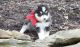 Mixed Puppies for sale in Glendale, CA, USA. price: NA