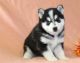 Mixed Puppies for sale in Irvine, CA, USA. price: NA