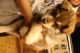 Mixed Puppies for sale in Aguanga, CA 92536, USA. price: NA