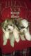 Mixed Puppies for sale in Sidney, OH 45365, USA. price: NA