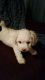 Mixed Puppies for sale in Oostburg, WI 53070, USA. price: NA