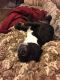 Mixed Puppies for sale in Dayton, OH, USA. price: NA