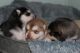 Mixed Puppies for sale in Marion, IN, USA. price: NA