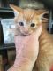 Mixed Cats for sale in El Cajon, CA, USA. price: $25