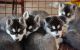 Mixed Puppies for sale in Niles, MI 49120, USA. price: NA