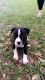 Mixed Puppies for sale in Lakeland, FL, USA. price: NA